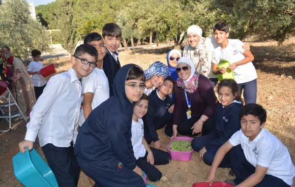 Picking Olives Grades 1 to 6